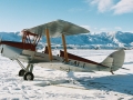 Tigermoth in Snow