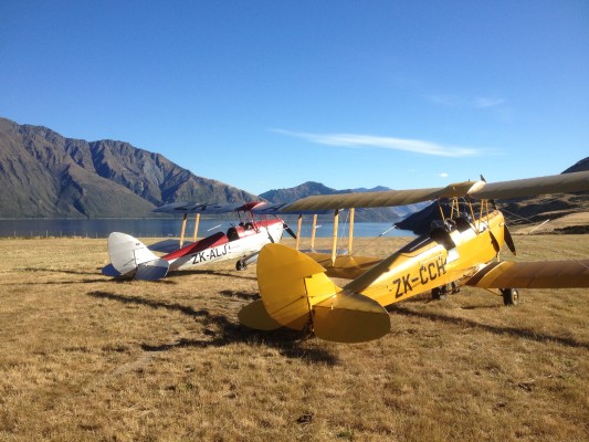 2 tigers on grass strip